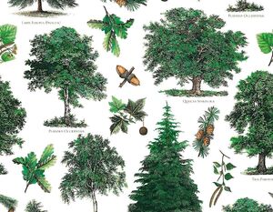 PAPEL DECOUPAGE 50X70CM ARBOLES