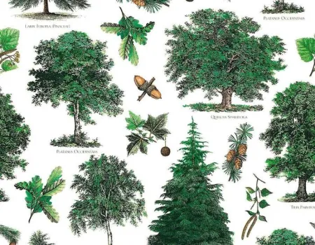 Papel Decoupage 50X70Cm Arboles