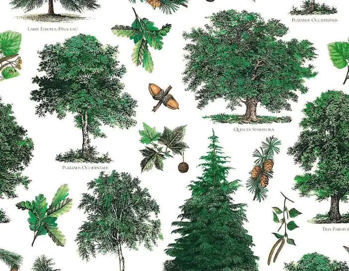 Papel Decoupage 50X70Cm Arboles